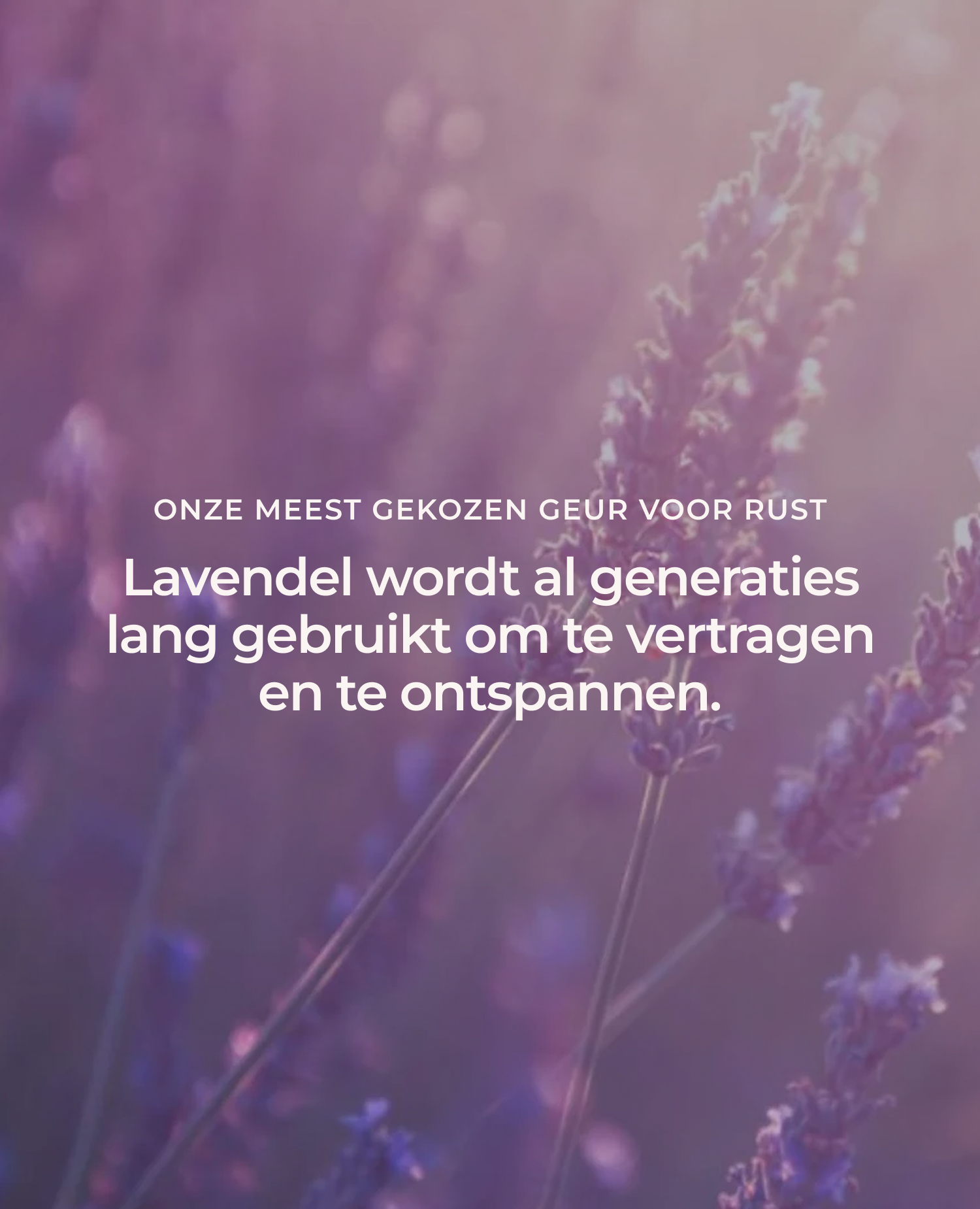 French Lavender Essential Oil Available 5 ml 10 ml 50 ml
