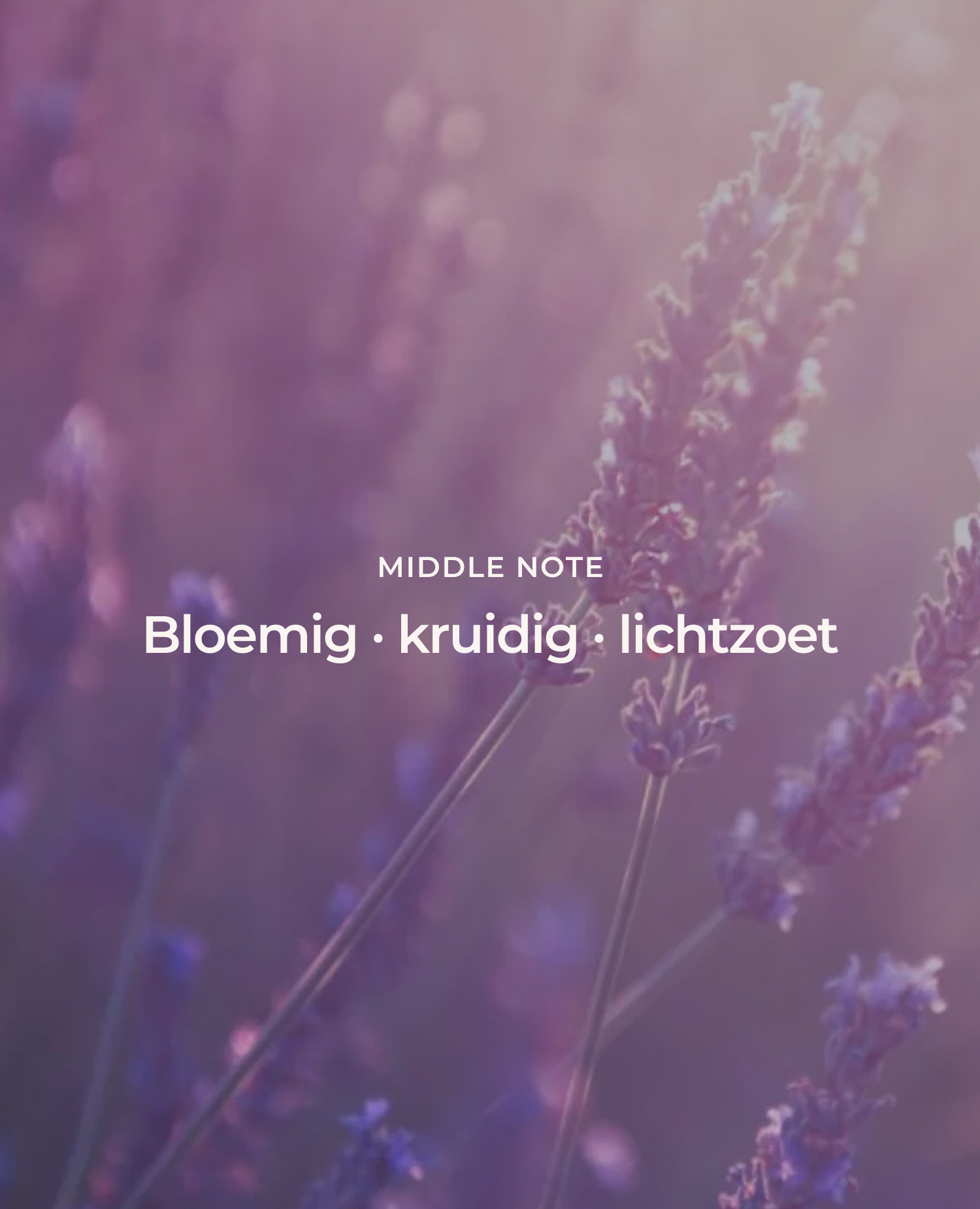 French Lavender Essential Oil Available 5 ml 10 ml 50 ml
