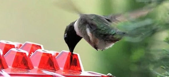 Hummingbird Feeder with Ant Moat and Hanging Hook