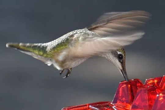 Hummingbird Feeder with Ant Moat and Hanging Hook