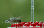 Hummingbird Feeder with Ant Moat and Hanging Hook