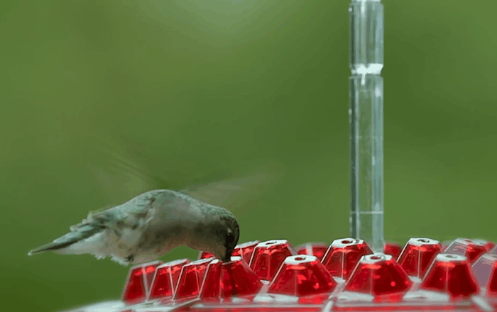 Hummingbird Feeder with Ant Moat and Hanging Hook